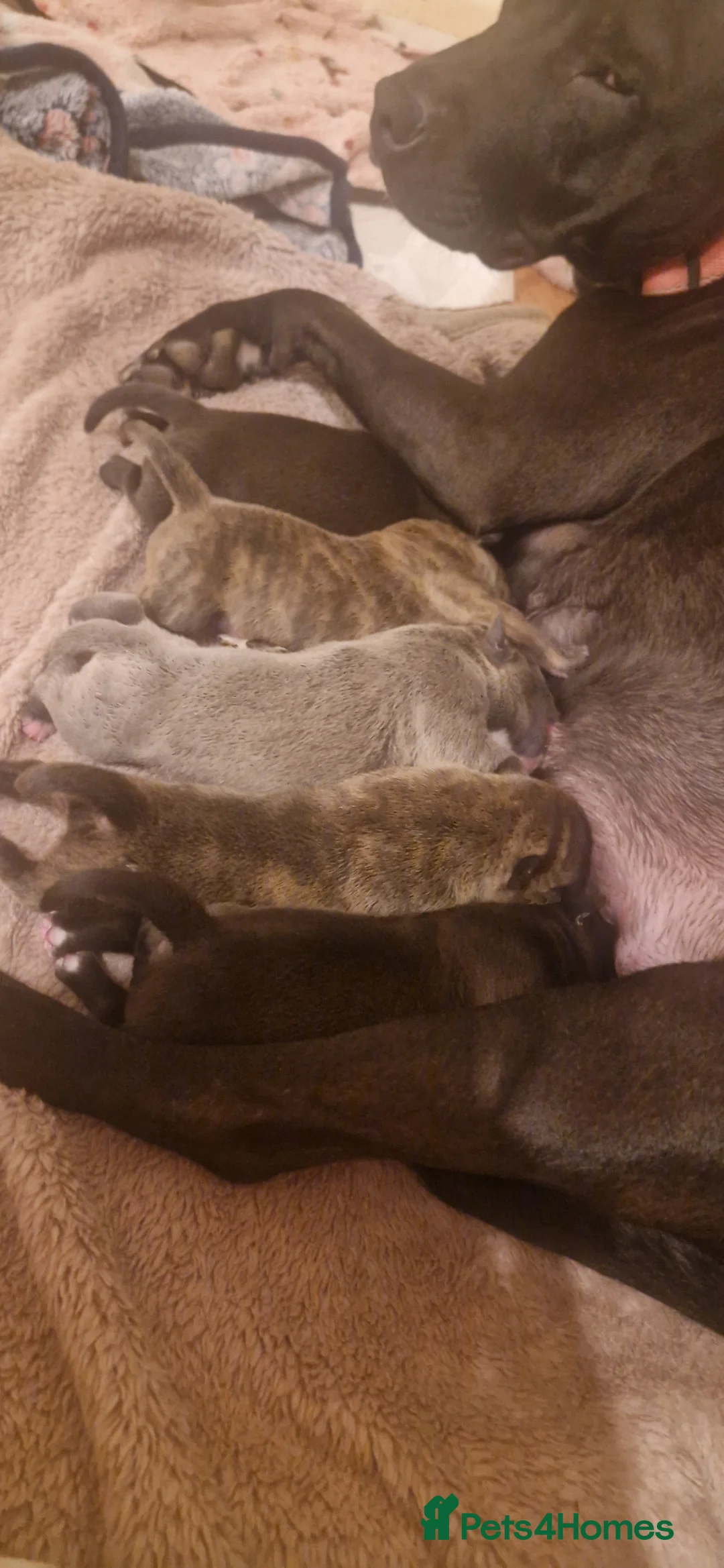 Staffordshire Bull Terrier dogs for sale: Staffordshire Bull Terrier Puppies for Sale - Advert 1