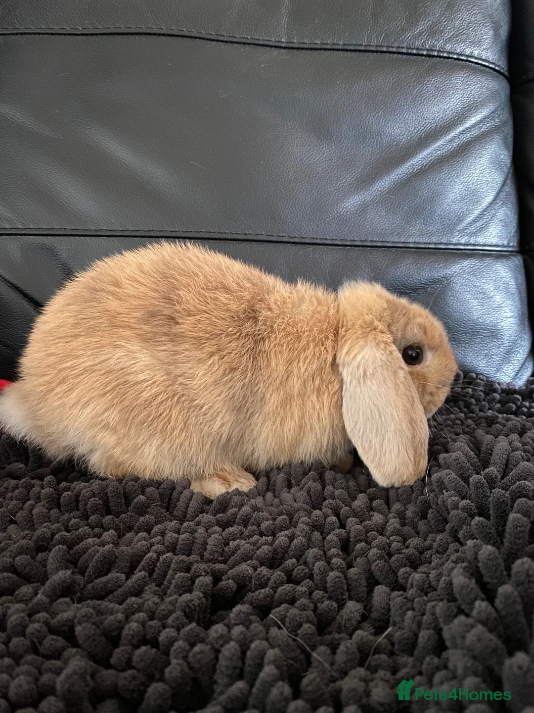 Mini Lop rabbits for sale: Mini lop doe - Advert 5