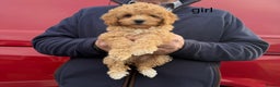 Cavapoo dogs for sale: beautiful cavapoo puppies for sale  - Advert 2