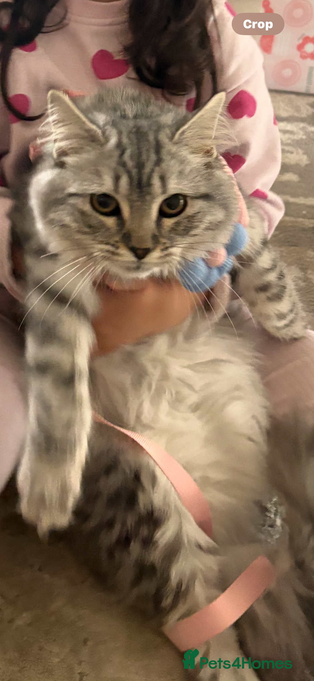 Scottish Fold cats for sale: Rare Scottish Fold -- Nebelung Kittens  - Advert 5