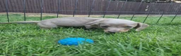 Dachshund dogs for sale: Soo cute  - Advert 30