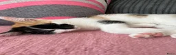 Domestic Shorthair cats for sale: Selling domestic kittens (calico kittens) in Livingston - Advert 13