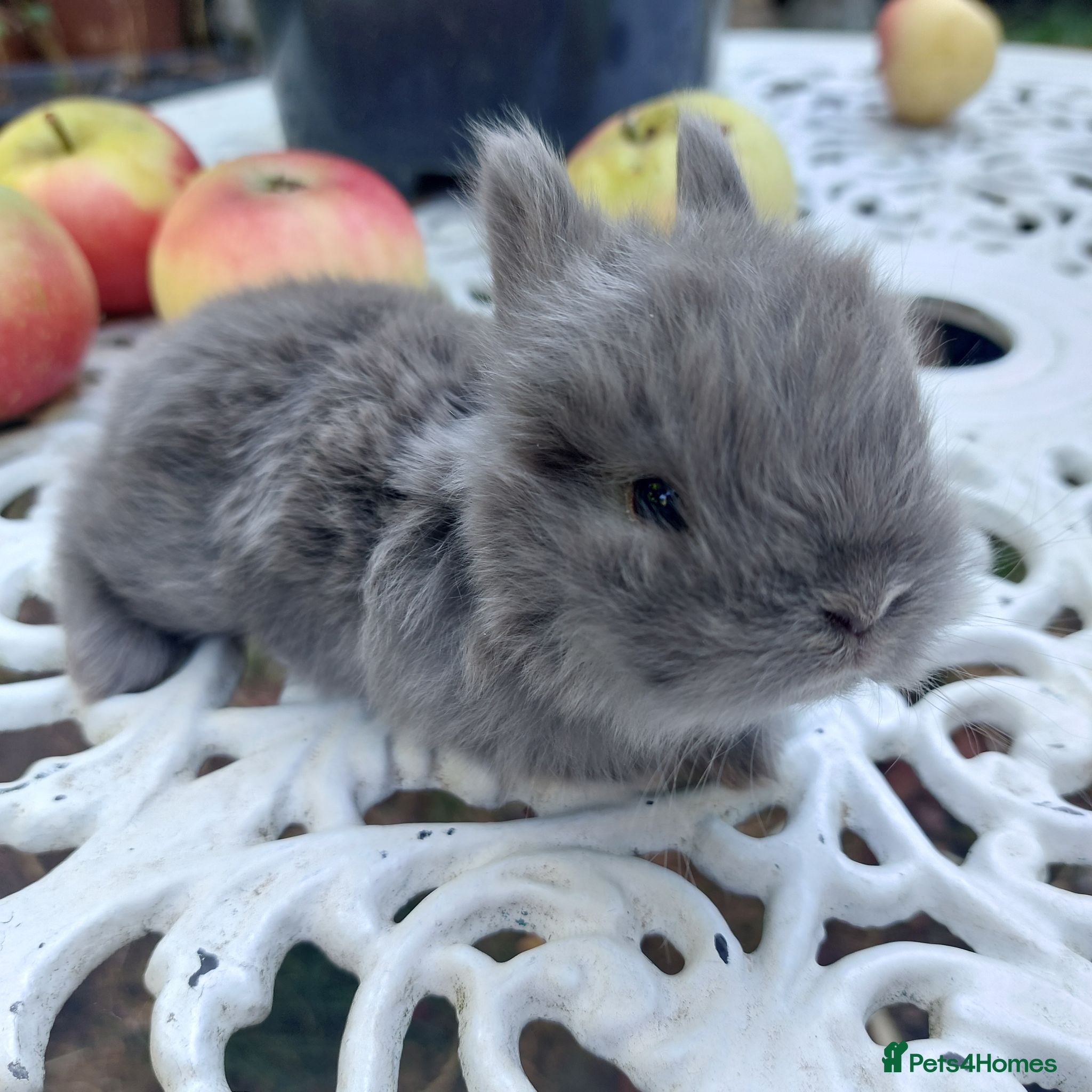 Netherland Dwarf rabbits NEATHERLAND DWARF X BABIES - Advert 1