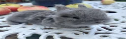 Netherland Dwarf rabbits for sale: NEATHERLAND DWARF X BABIES - Advert 6