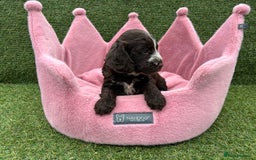 Cockapoo dogs for sale: ⭐️ Stunning Rare Coloured F1 Miniature Cockpoos ⭐️ - Image 8