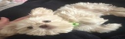 Shih Tzu dogs for sale: Lavender White Imperial Shih Tzu Puppies - Advert 26