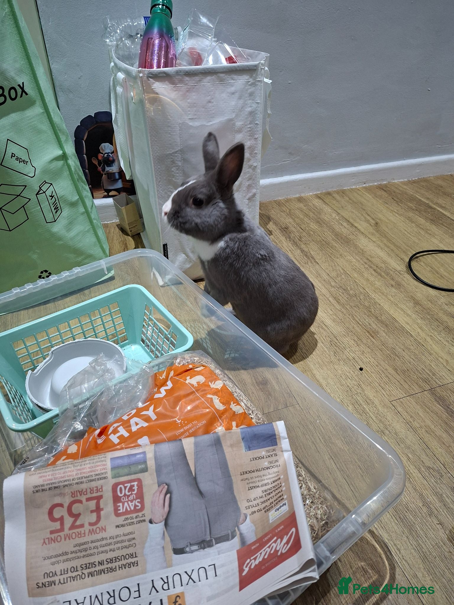 Dutch rabbits Rabbit- Oli - Advert 1