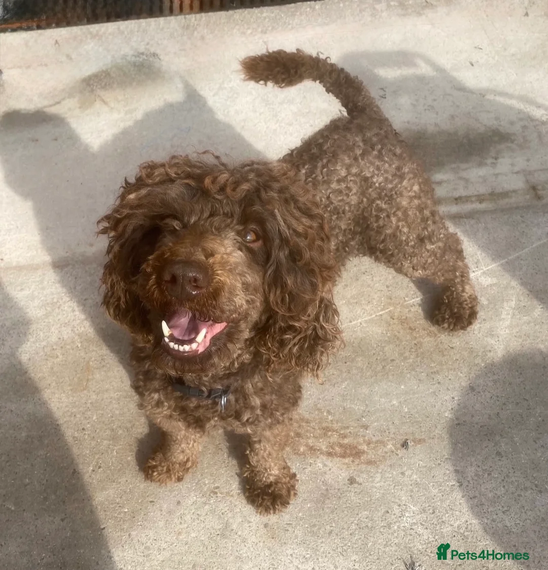 Cockapoo dogs for sale: Adorable F1 chocolate cockapoo pups - Advert 3