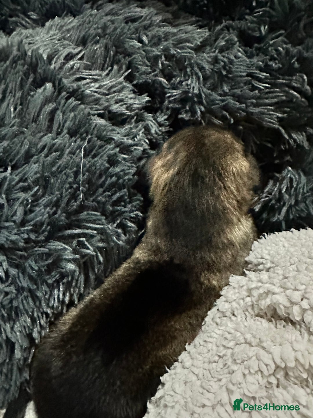 Mixed Breed dogs for sale: Husky staffy cross puppy - Advert 28