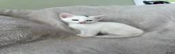 Mixed Breed cats for sale: Male Kittens  - Advert 9