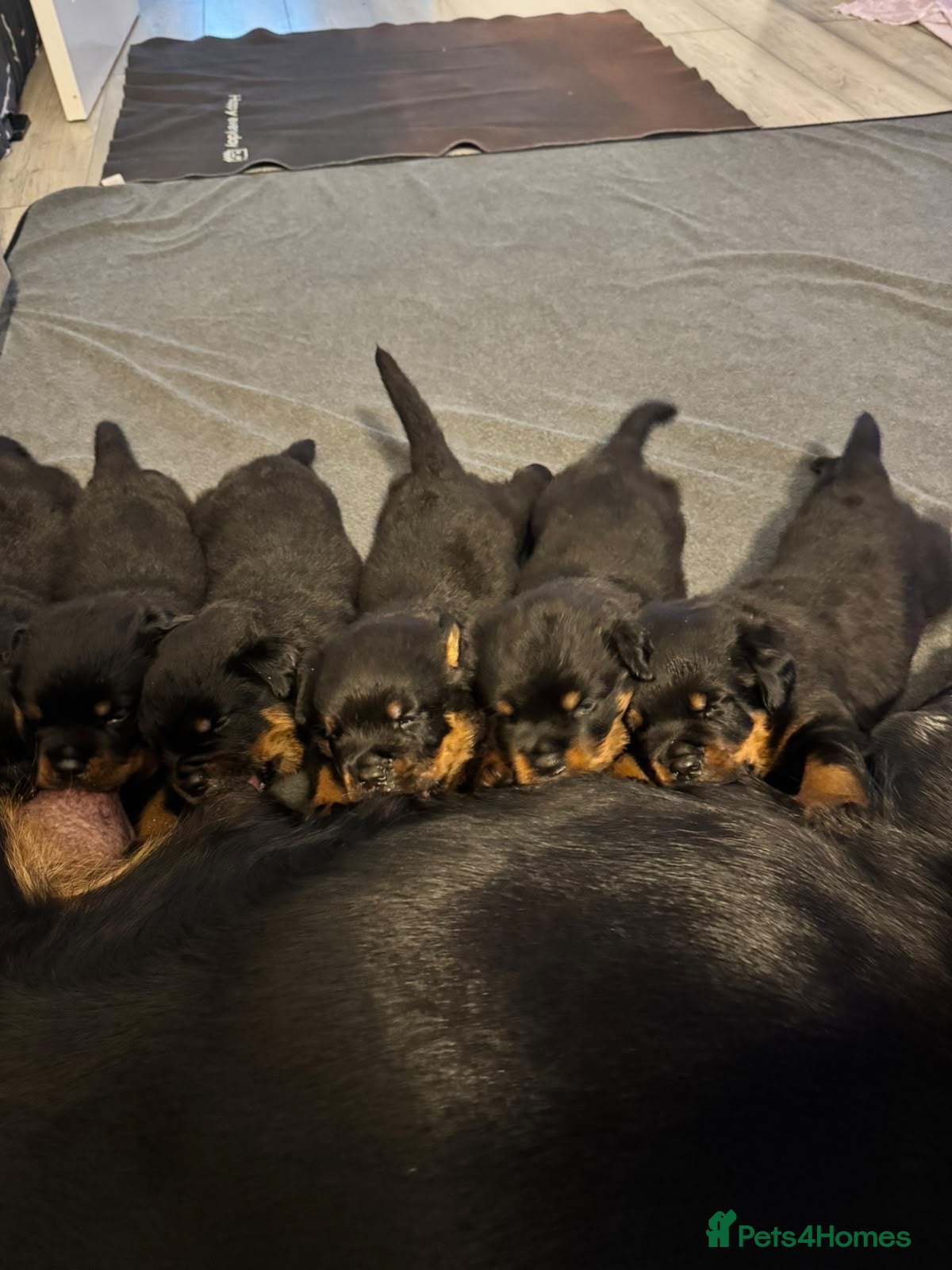 Rottweiler dogs Beautiful ROTTWEILER puppies  - Advert 2