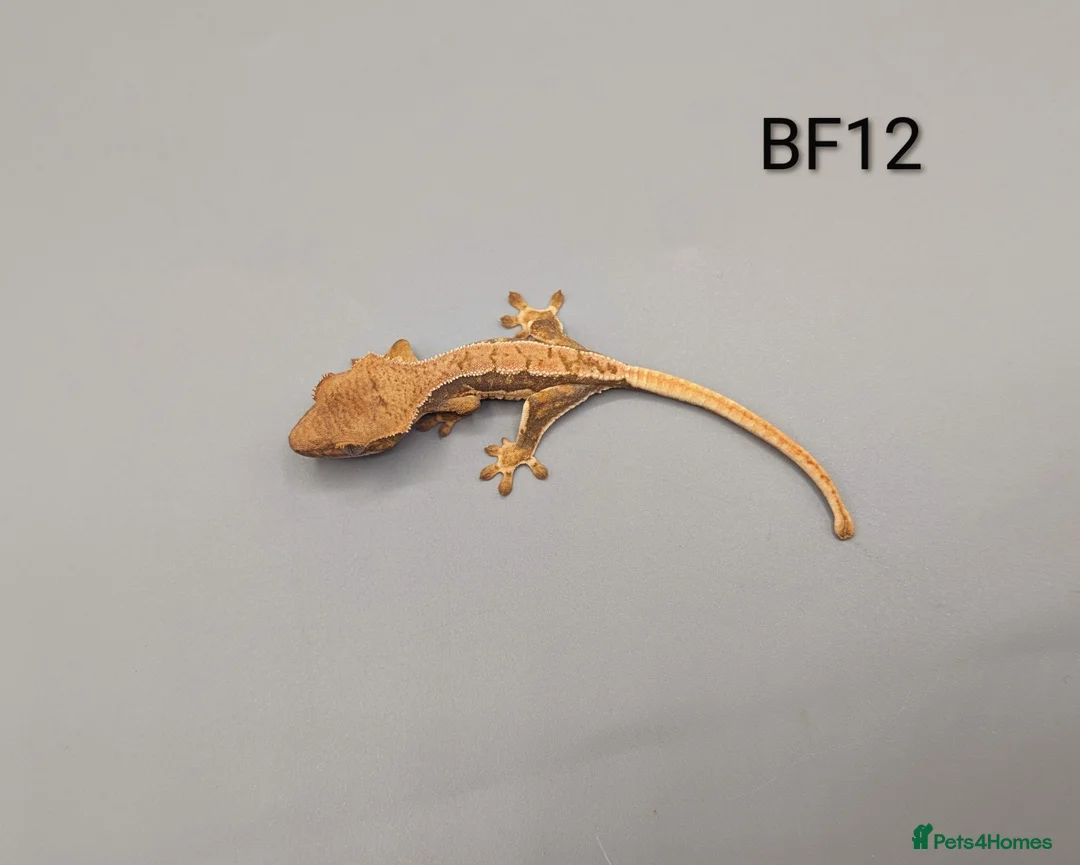 Gecko reptiles for sale: Red Lily White Crested Gecko CB25  - Advert 4