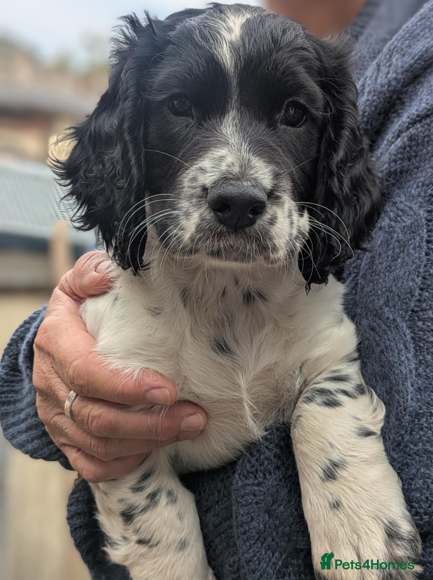 Sprocker dogs Sprocker Spaniels  - Advert 4