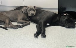Cane Corso dogs for sale: Beautiful grey/blue female cane corso  - Image 1
