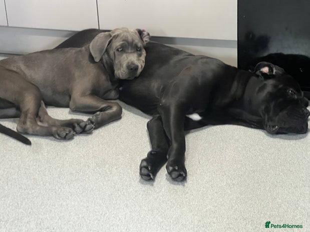 Cane Corso dogs - Advert 1