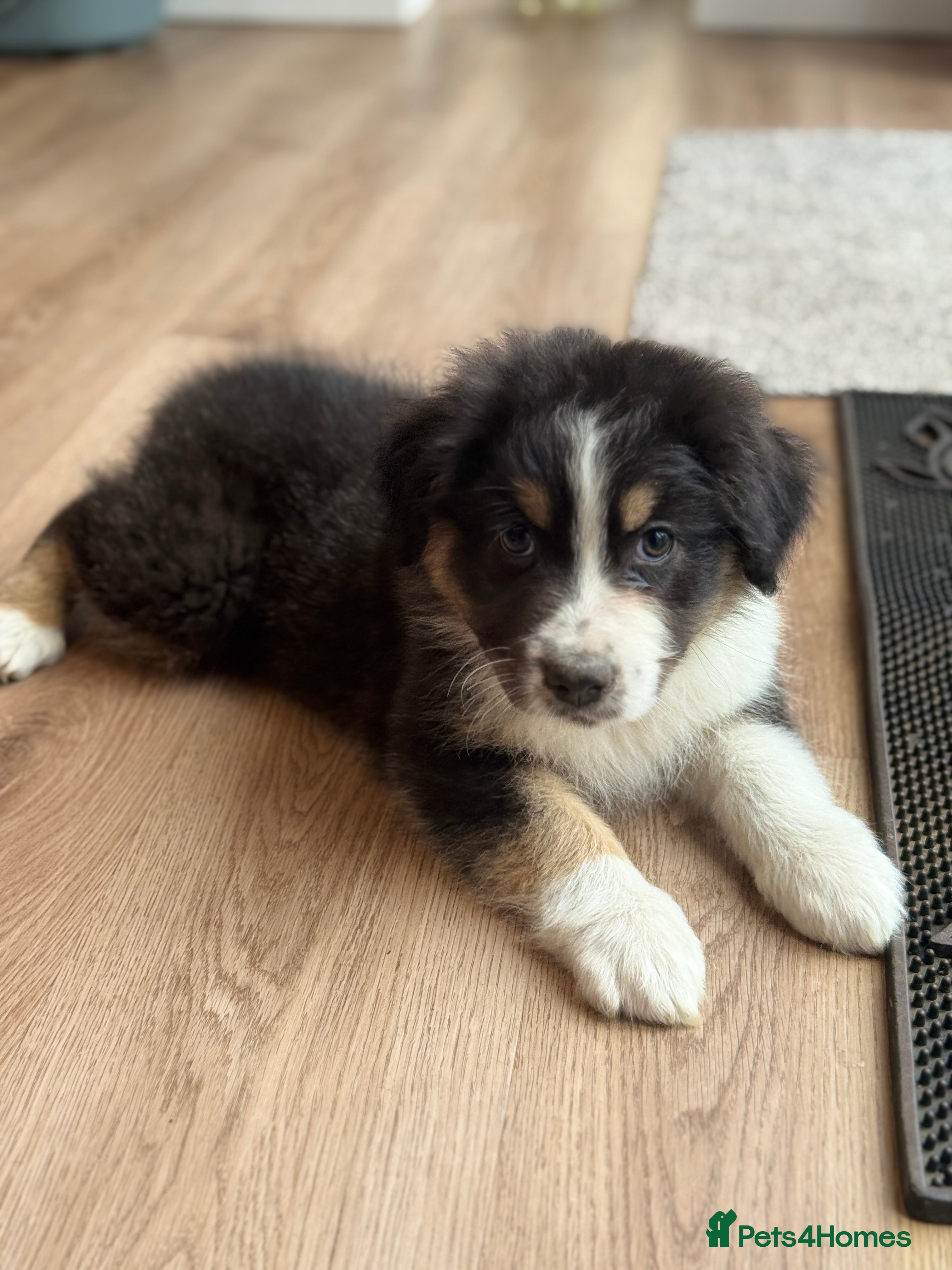Australian Shepherd dogs 1 KC registered Australian Shepards remaining! - Advert 2