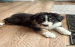 Australian Shepherd dogs for sale: 2 KC registered Australian Shepards remaining! - Image 8