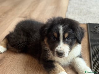 Australian Shepherd dogs 1 KC registered Australian Shepards remaining! - Advert 5