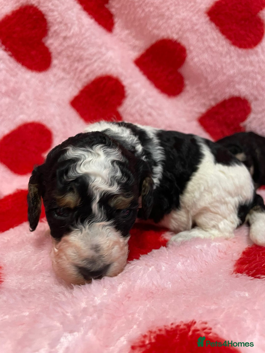 Cavapoo dogs for sale: Beautiful cavapoo puppies - Advert 1