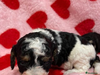 Cavapoo dogs Beautiful cavapoo puppies - Advert 4