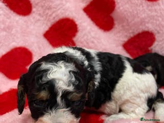 Cavapoo dogs Beautiful cavapoo puppies - Advert 3