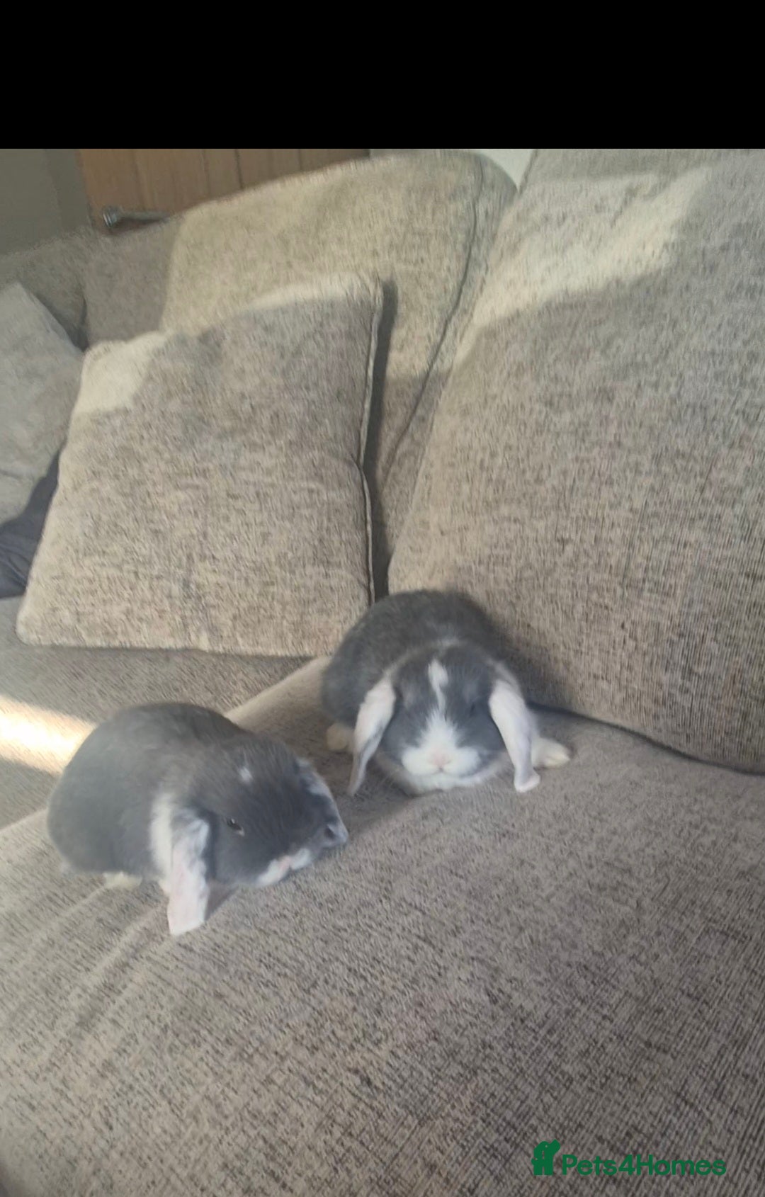 Mini Lop rabbits Mini lops - Advert 2