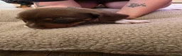 Miniature Dachshund dogs for sale: Miniature dashhound  - Advert 7