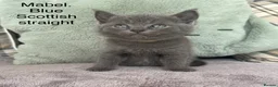 Scottish Fold cats for sale: Scottish folds and straights in Doncaster - Advert 12