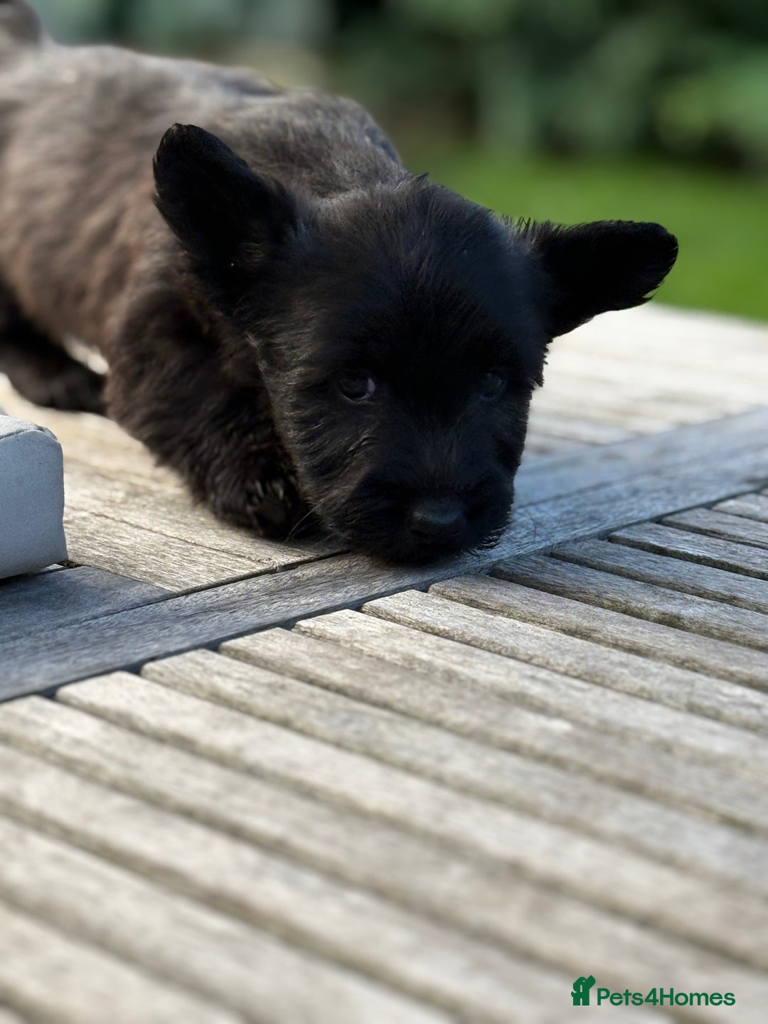 Skye Terrier dogs for sale: Skye terrier puppies lovely chunky rare breed pups - Image 7