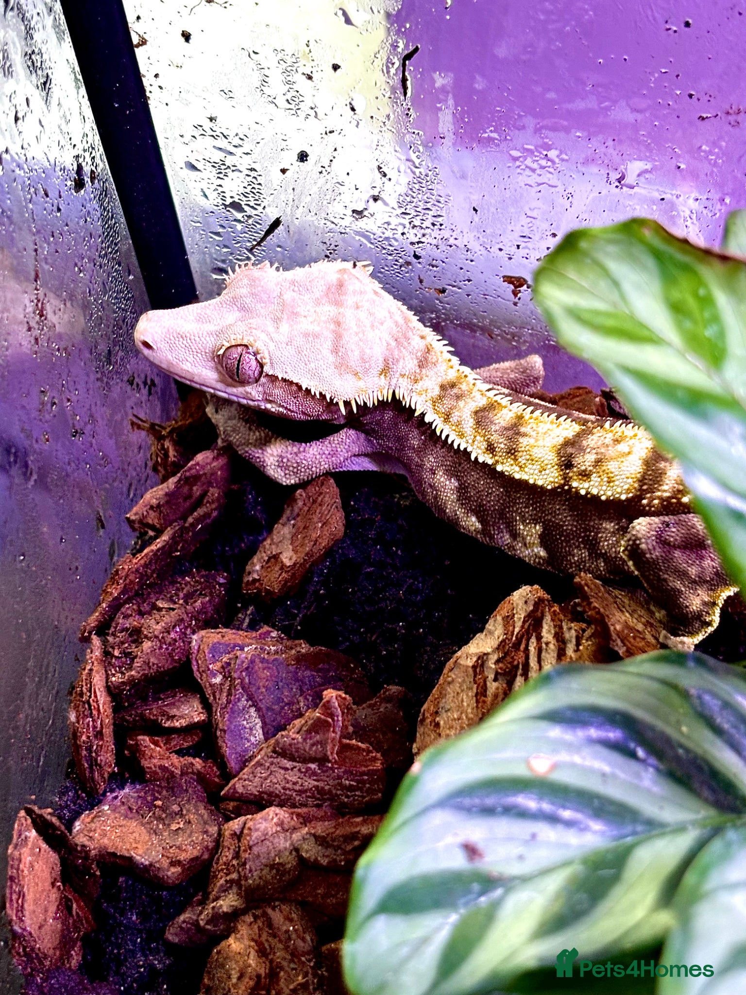 Gecko reptiles Crested Gecko female to be rehomed FREE - Advert 3