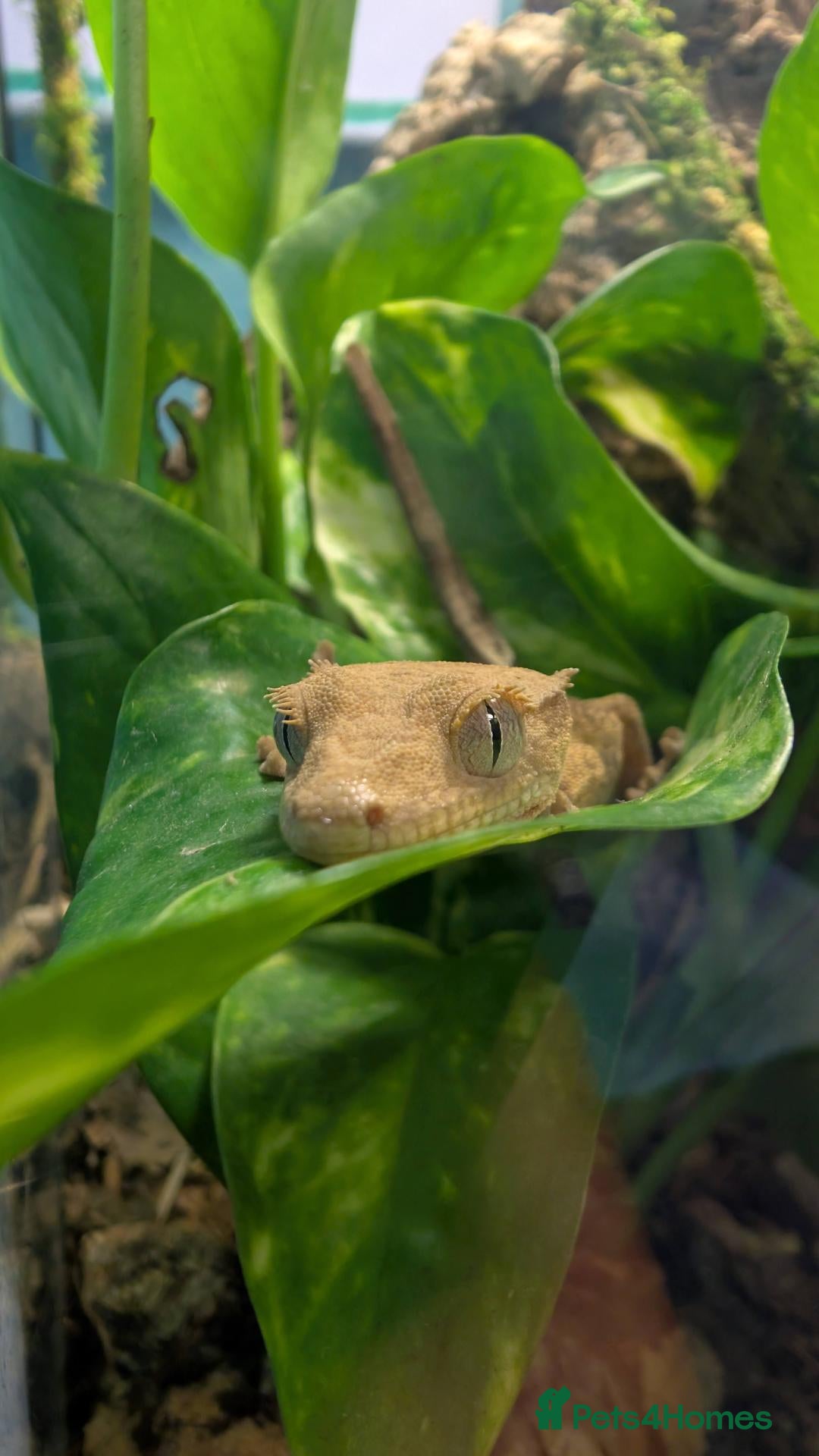 Gecko reptiles Crested Gecko  - Advert 6