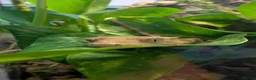 Gecko reptiles for sale: Crested Gecko  in Barnard Castle - Advert 1