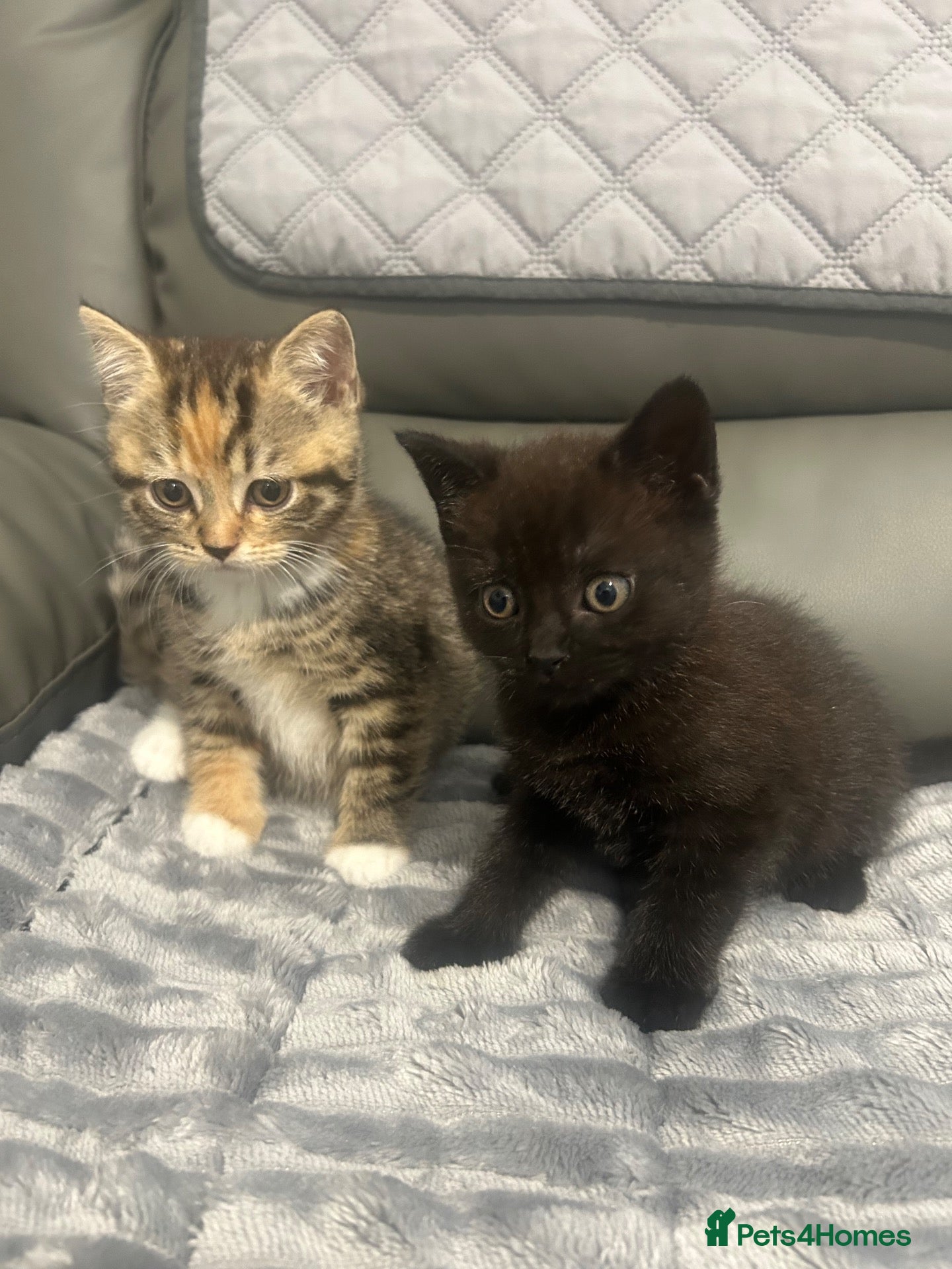 British Shorthair cats British shorthair kittens - Advert 1