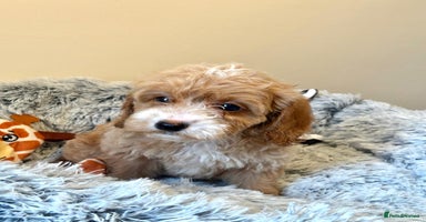 Cockapoo dogs - Advert 12