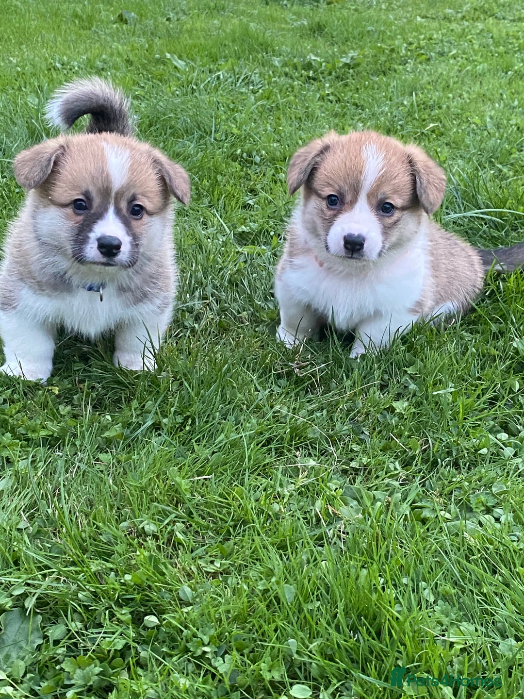 Welsh Corgi Pembroke dogs for sale: Champion Bloodline KC reg puppies - Image 12