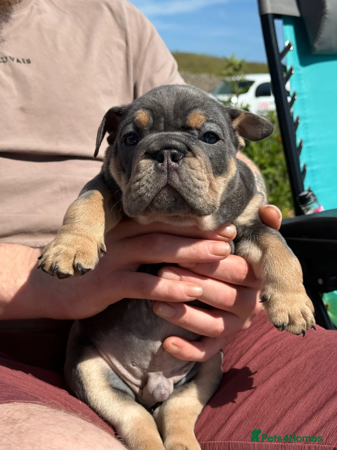 English Bulldog dogs for sale: KC English bulldog puppies  - Advert 2