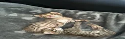 Savannah cats for sale: Savannah F4 girls - Advert 23