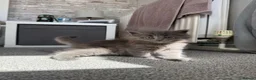 Mixed Breed cats for sale: Beautiful Long-Haired Ragdoll Cross Kittens  - Advert 14