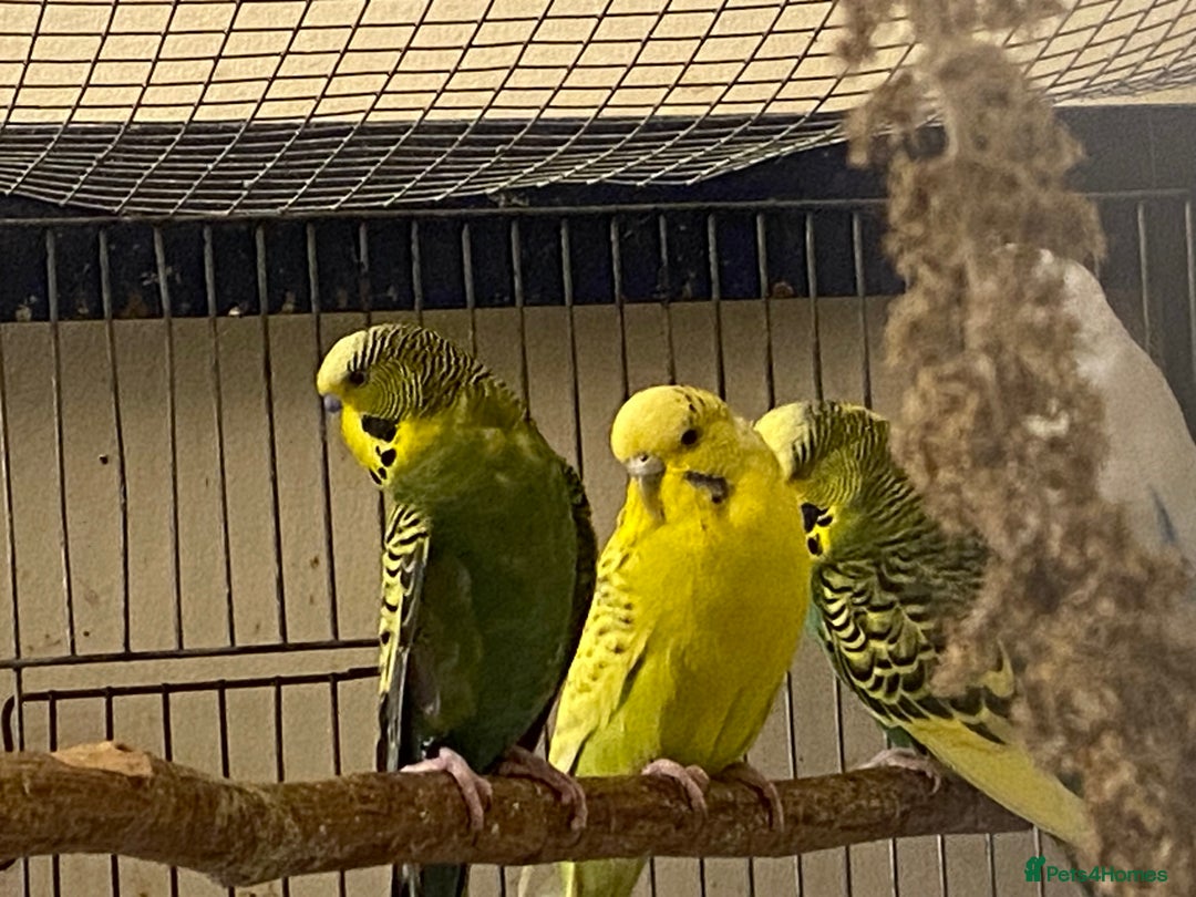Budgerigars birds for sale: Reserved 4 Budgies searching for new homes  - Image 7