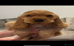 Cocker Spaniel dogs for sale: Top Quality Show Cocker - Top European Show Lines  - Image 4