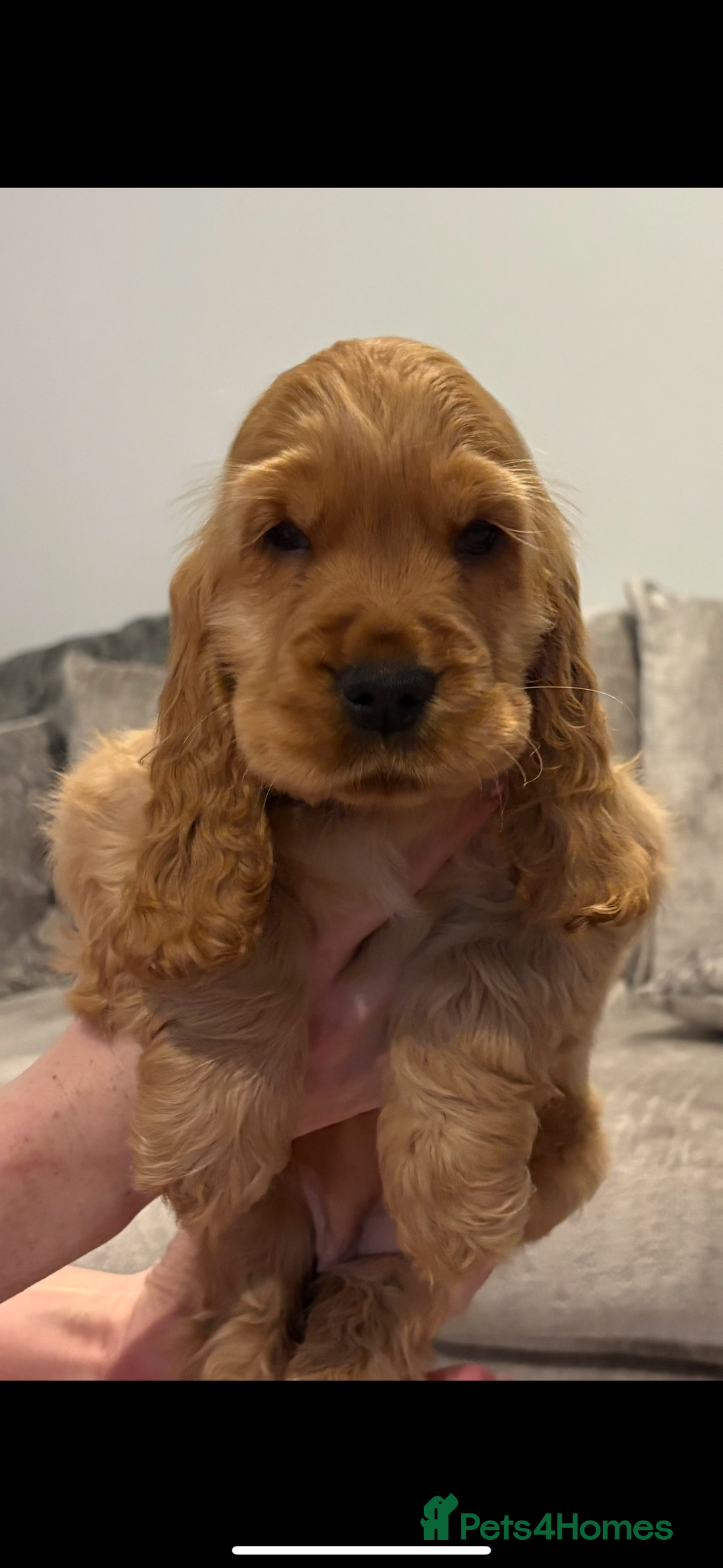 Cocker Spaniel dogs for sale: Top Quality Show Cocker - Top European Show Lines  - Image 4