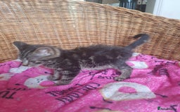 Mixed Breed cats for sale: Three cute Kittens  - Image 5