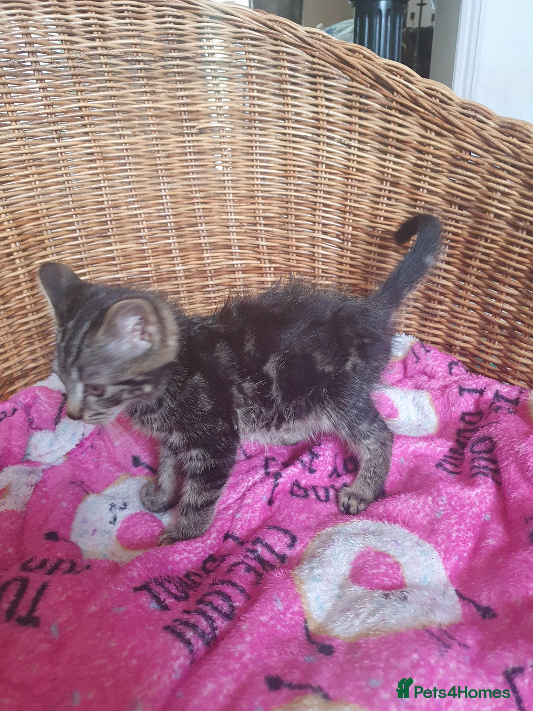 Mixed Breed cats for sale: Three cute Kittens  - Image 5