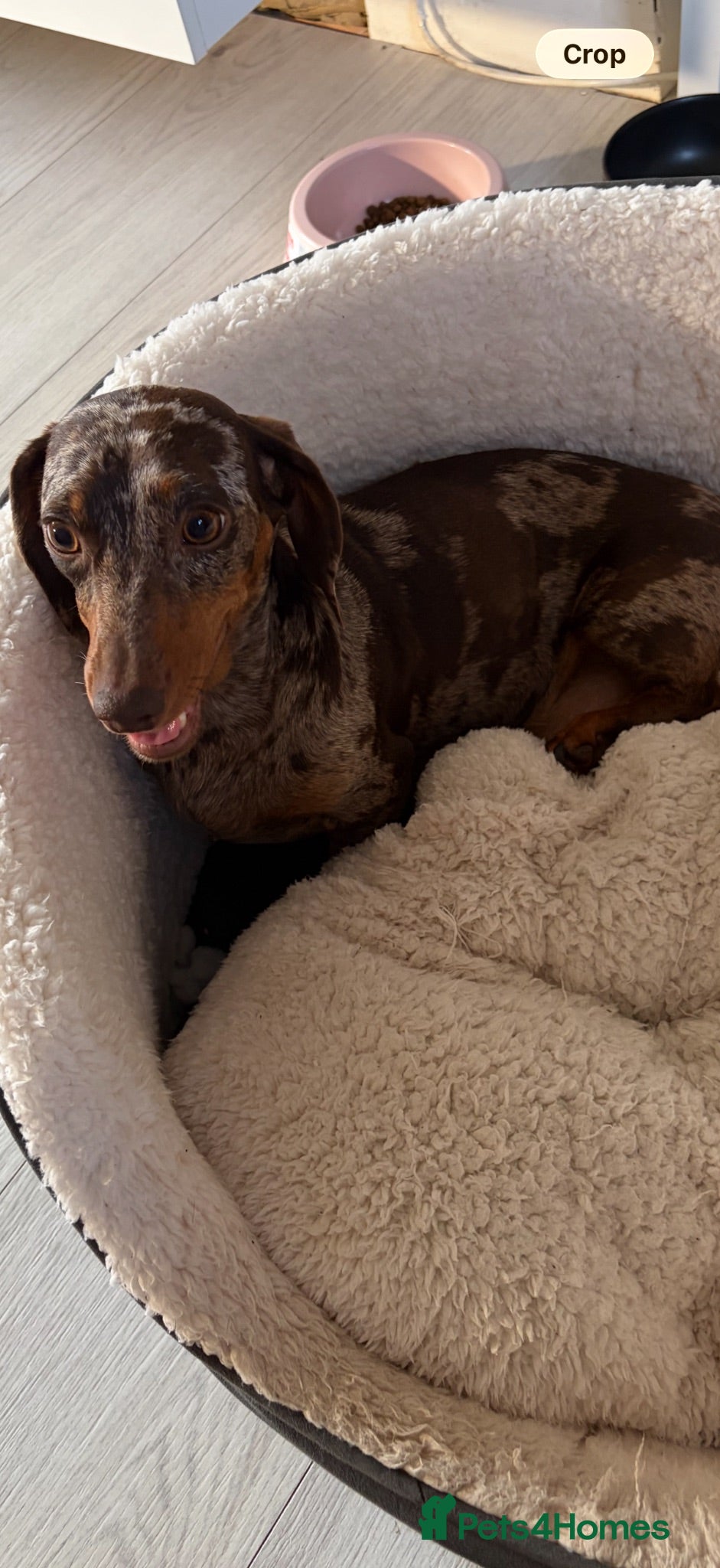 Miniature Dachshund dogs Kc miniature dachshunds  - Advert 10
