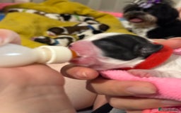 Shih Tzu dogs for sale: ShihTzu Newborn Puppies 💕Home-Raised & Well-Loved - Advert 4