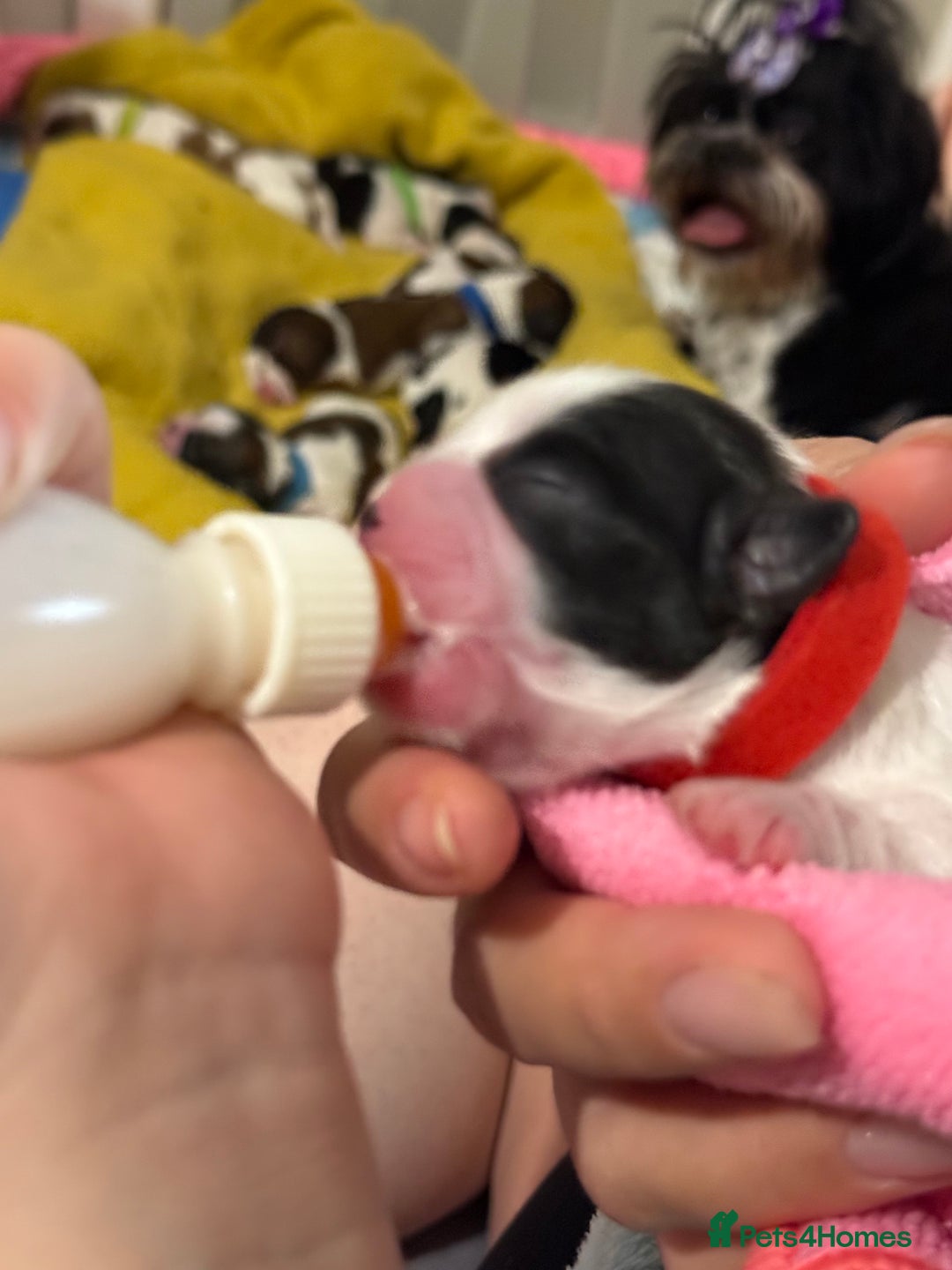 Shih Tzu dogs for sale: ShihTzu Newborn Puppies 💕Home-Raised & Well-Loved - Advert 4