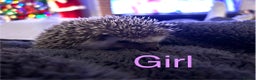 Pygmy Hedgehog rodents for sale: Last Female! African Pygmy Hedgehogs  - Advert 2