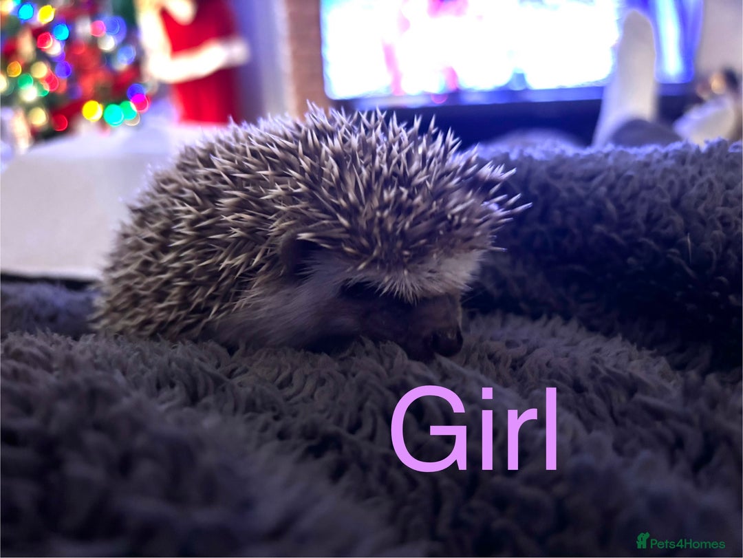 Pygmy Hedgehog rodents for sale: Last Female! African Pygmy Hedgehogs  - Advert 2