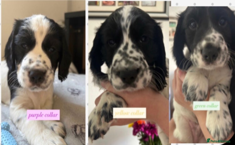 Sprocker dogs - Advert 10