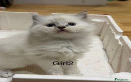 Ragdoll cats for sale: Pure ragdolls  - Image 3